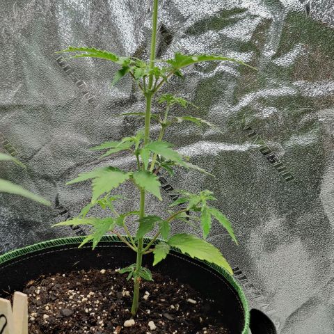 #1,2,3 growlog timeline photo