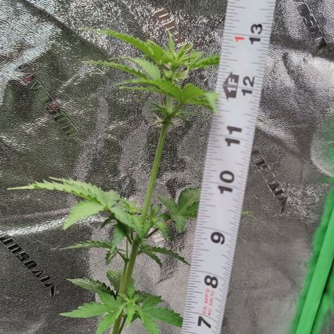 #1,2,3 growlog timeline photo