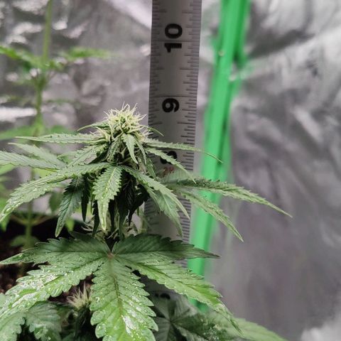 #1,2,3 growlog timeline photo