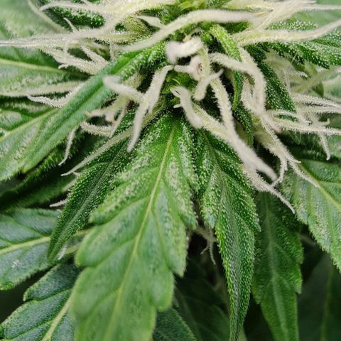 #1,2,3 growlog timeline photo