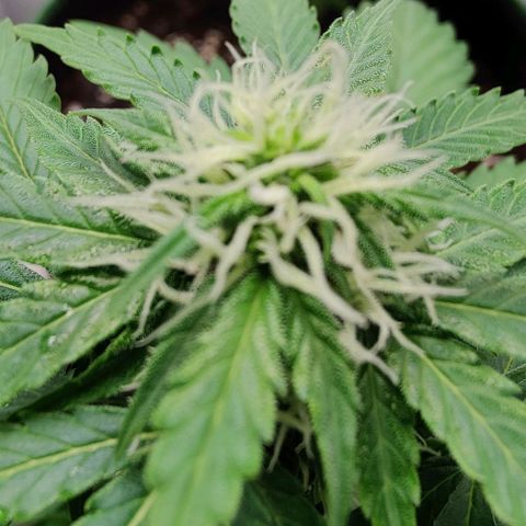 #1,2,3 growlog timeline photo