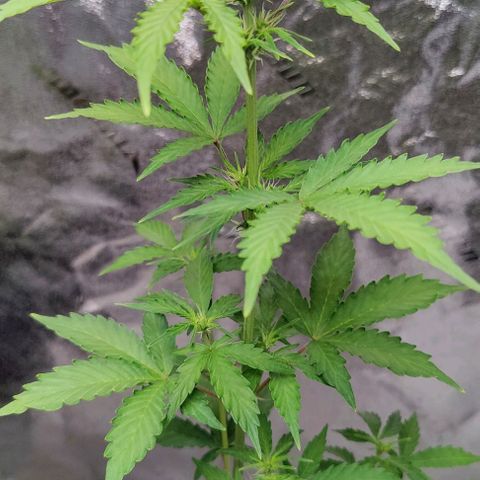 #1,2,3 growlog timeline photo