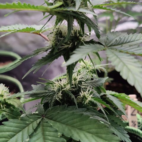 #1,2,3 growlog timeline photo