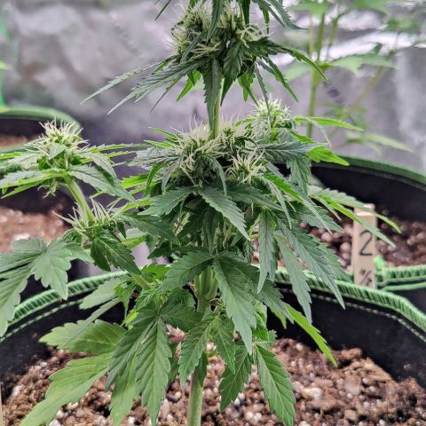 #1,2,3 growlog timeline photo