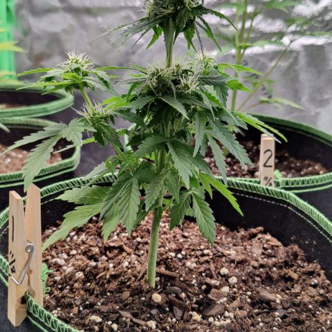 #1,2,3 growlog timeline photo