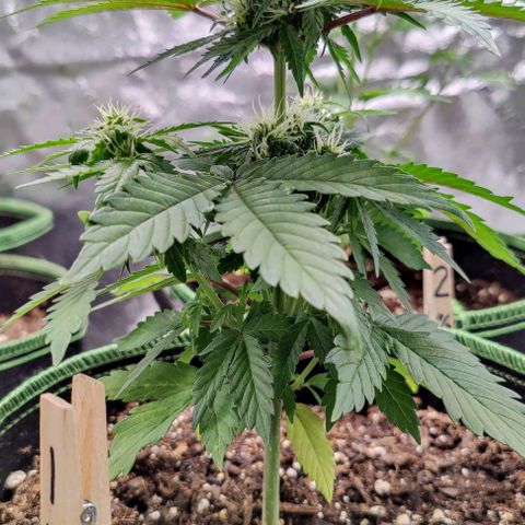 #1,2,3 growlog timeline photo
