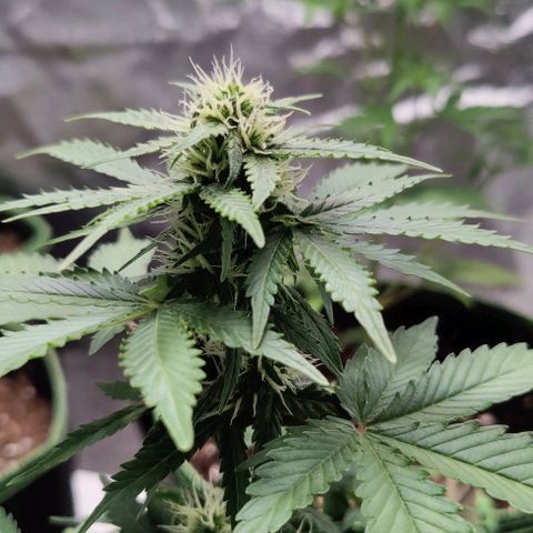 #1,2,3 growlog timeline photo