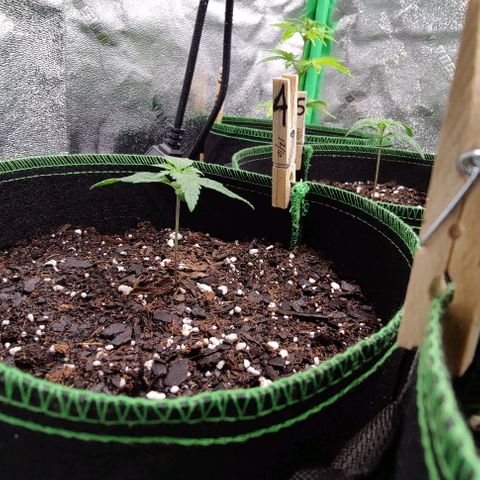 #4 growlog timeline photo