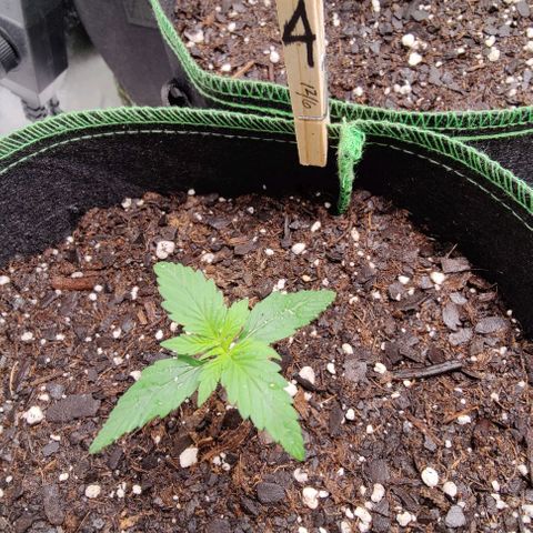 #4 growlog timeline photo
