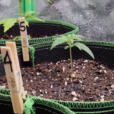 #5 growlog timeline photo