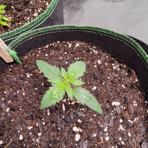 #5 growlog timeline photo