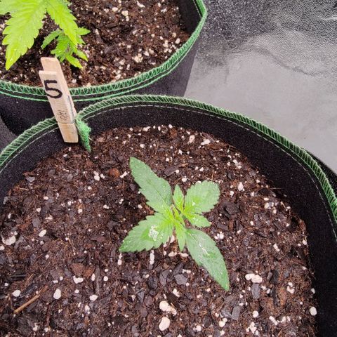#5 growlog timeline photo