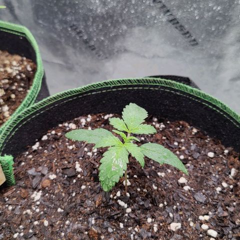 #5 growlog timeline photo