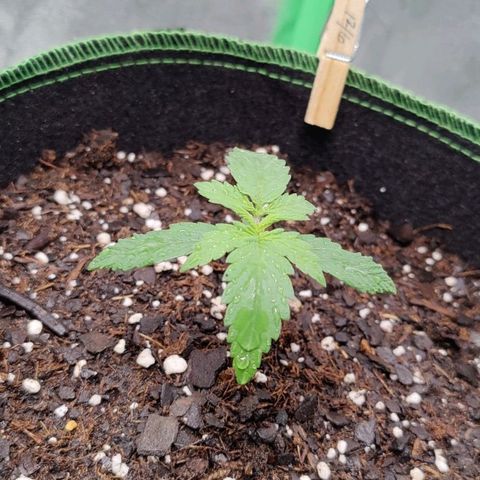 #4 growlog timeline photo
