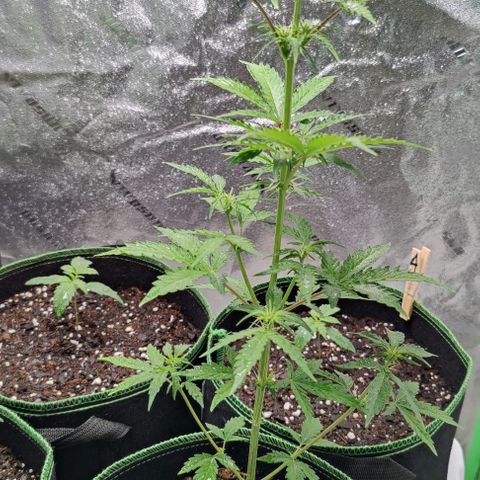 #1,2,3 growlog timeline photo