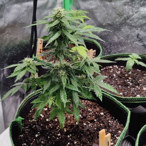 #1,2,3 growlog timeline photo
