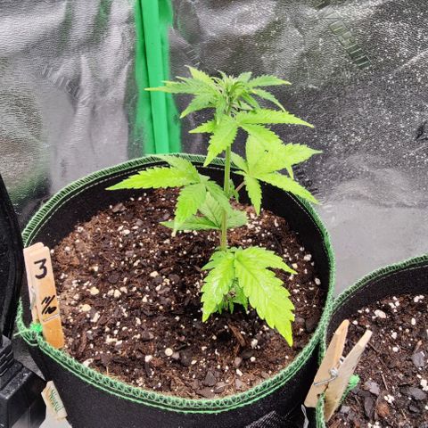 #1,2,3 growlog timeline photo