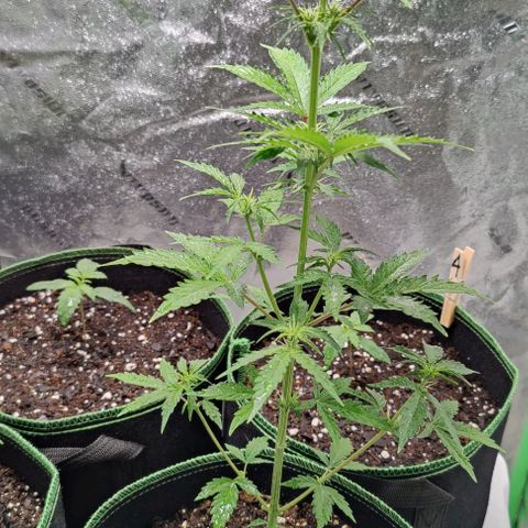 #1,2,3 growlog timeline photo
