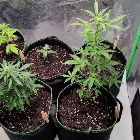 #1,2,3 growlog timeline photo