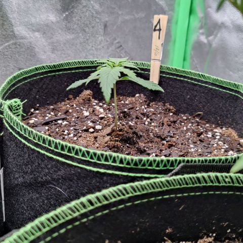 #4 growlog timeline photo