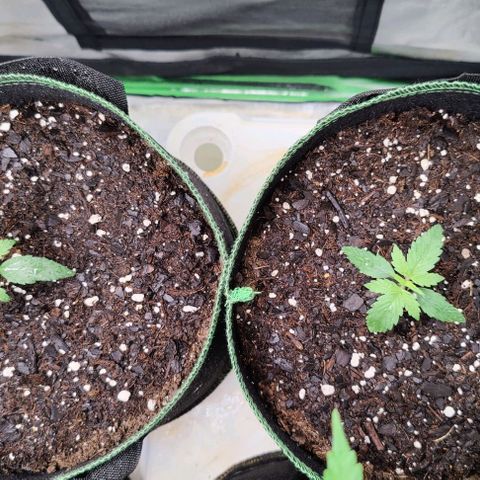 #4 growlog timeline photo