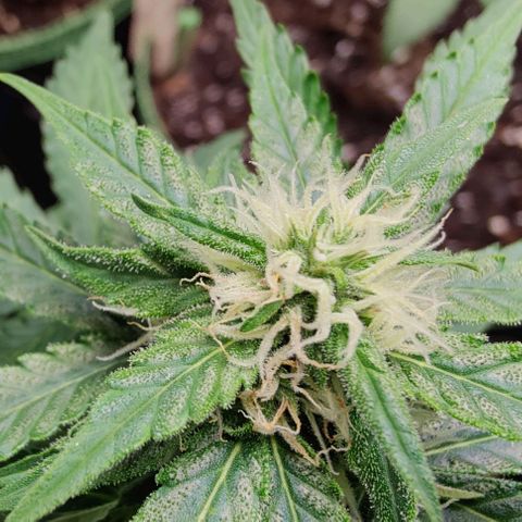 #1,2,3 growlog timeline photo