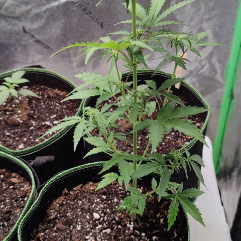 #1,2,3 growlog timeline photo