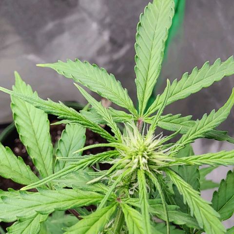 #1,2,3 growlog timeline photo