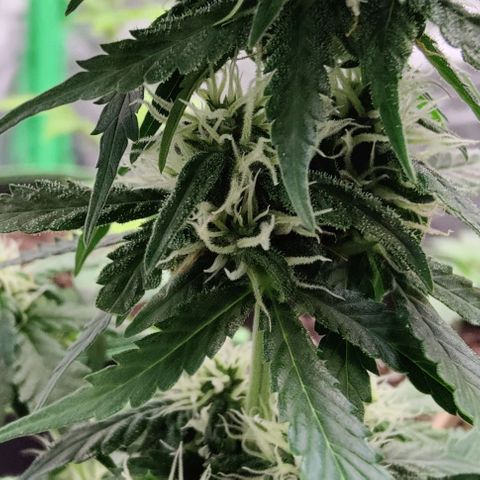#1,2,3 growlog timeline photo