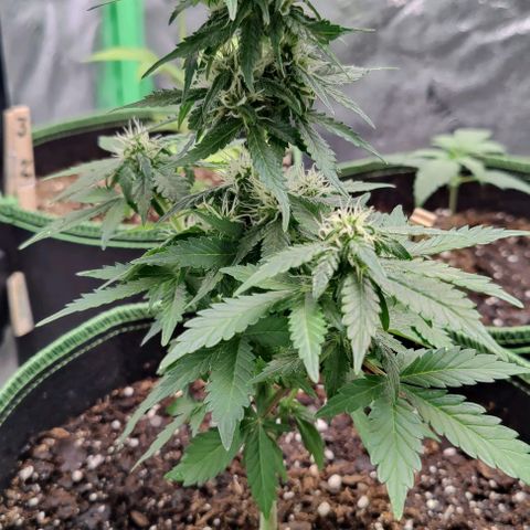#1,2,3 growlog timeline photo