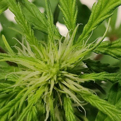 #1,2,3 growlog timeline photo