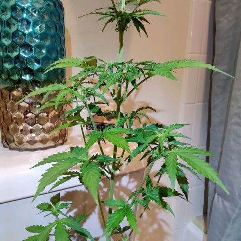#1,2,3 growlog timeline photo