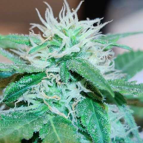 #1,2,3 growlog timeline photo