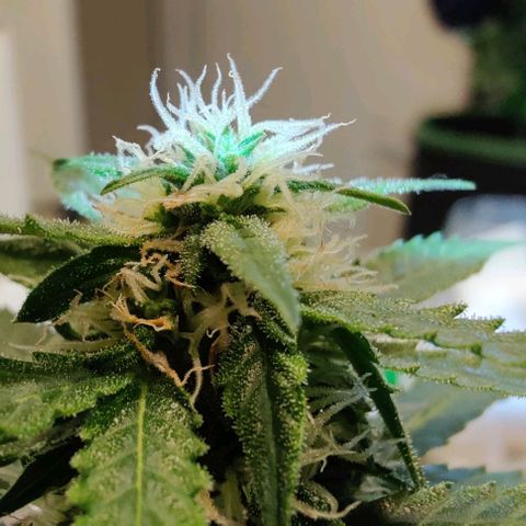 #1,2,3 growlog timeline photo