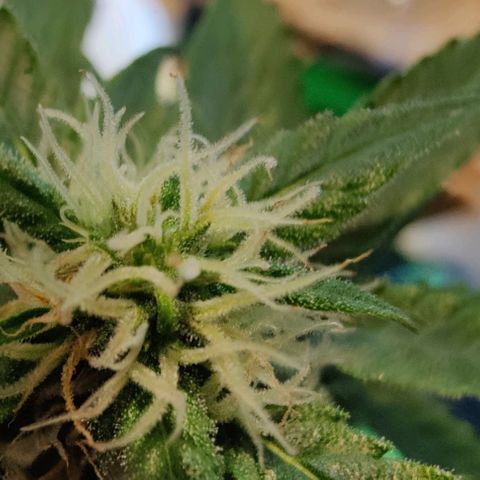 #1,2,3 growlog timeline photo