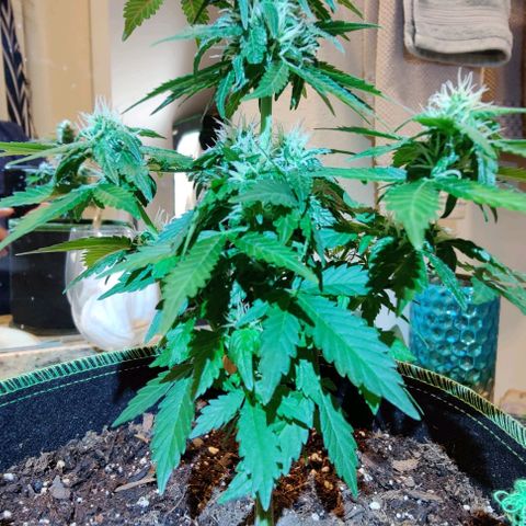 #1,2,3 growlog timeline photo