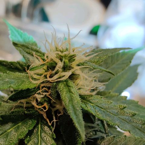 #1,2,3 growlog timeline photo