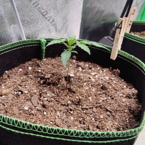 #4 growlog timeline photo