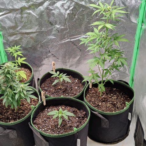 #4 growlog timeline photo