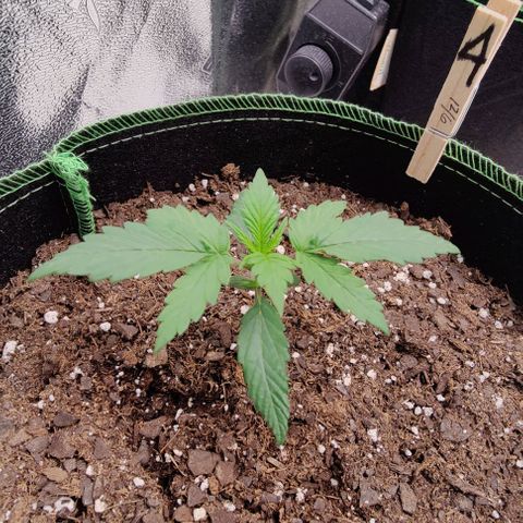 #4 growlog timeline photo