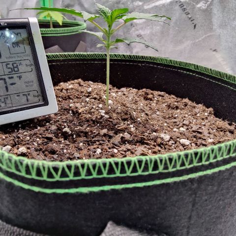 #5 growlog timeline photo