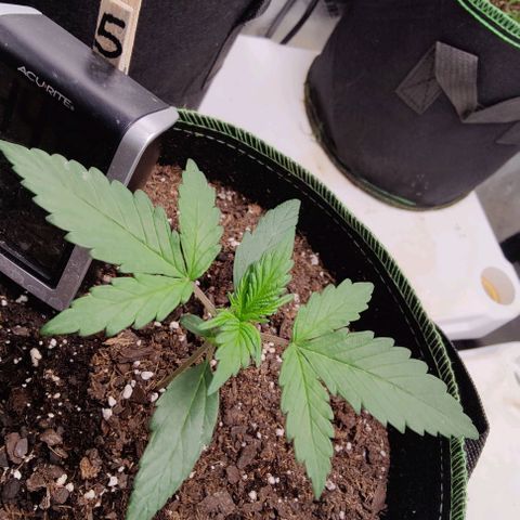 #5 growlog timeline photo