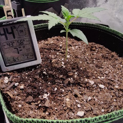 #5 growlog timeline photo