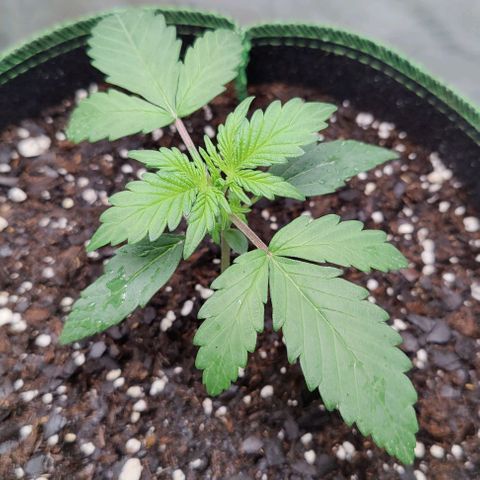 #5 growlog timeline photo