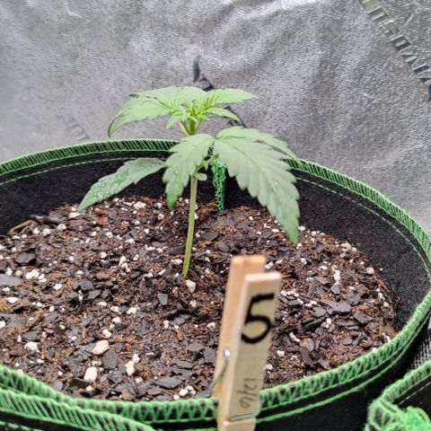 #5 growlog timeline photo