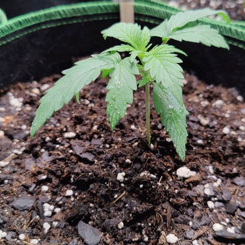 #4 growlog timeline photo