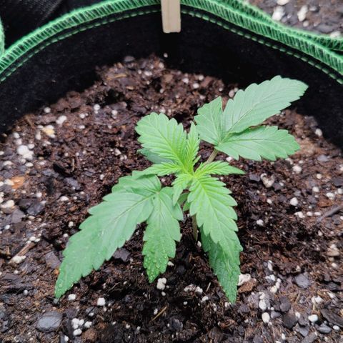 #4 growlog timeline photo