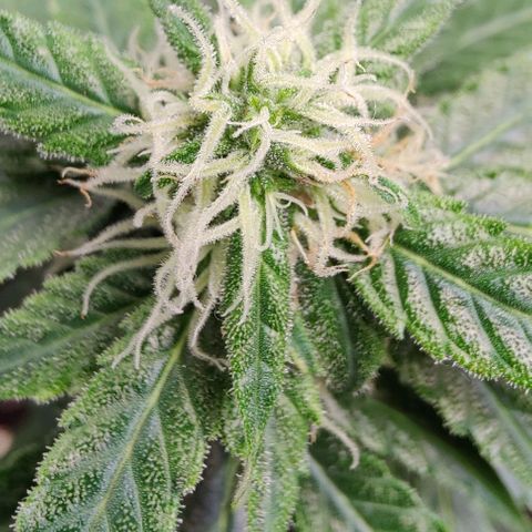 #1,2,3 growlog timeline photo