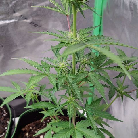 #1,2,3 growlog timeline photo