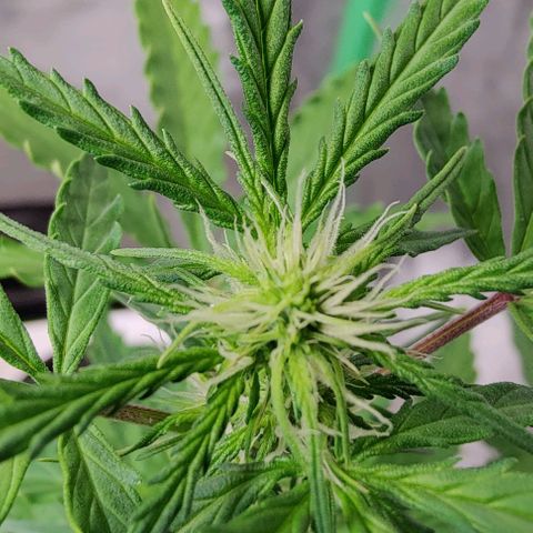 #1,2,3 growlog timeline photo